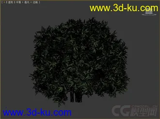cleyera小乔木或灌木模型的图片