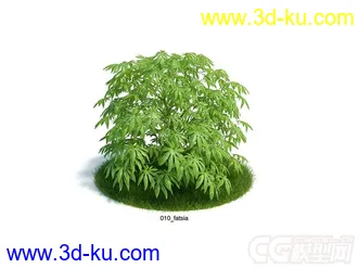 fatsia八角金盘灌木模型的图片