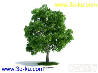 sassafras檫木檫树模型的图片