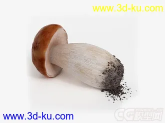 大蘑菇模型的图片