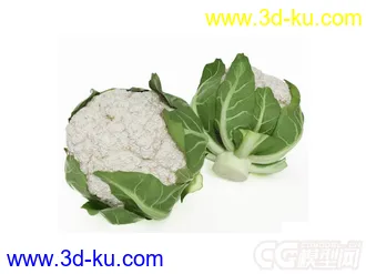 花椰菜模型的图片