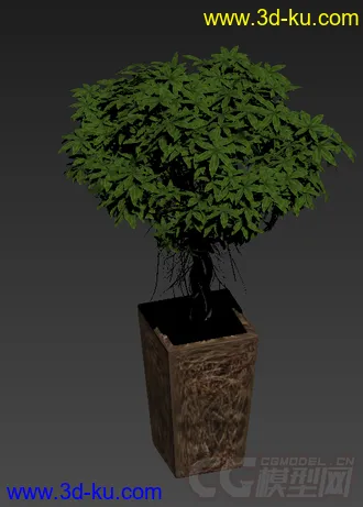 装饰品 树盆栽模型的图片