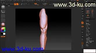 手臂大腿模型的图片
