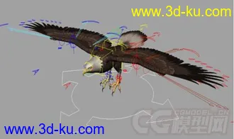 3D打印模型写实老鹰！！的图片
