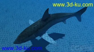 3D打印模型影视动画系列大白鲨的图片