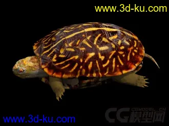 3D打印模型漂亮的乌龟的图片