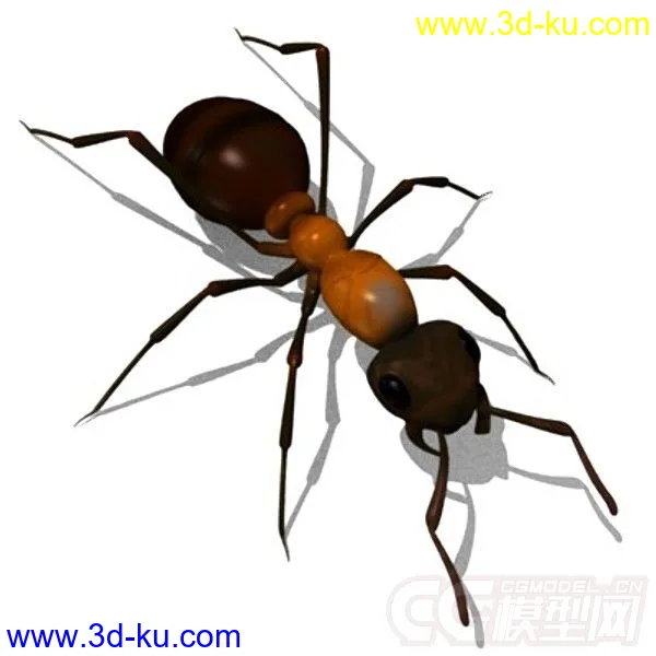 红林蚁、蚂蚁模型的图片12