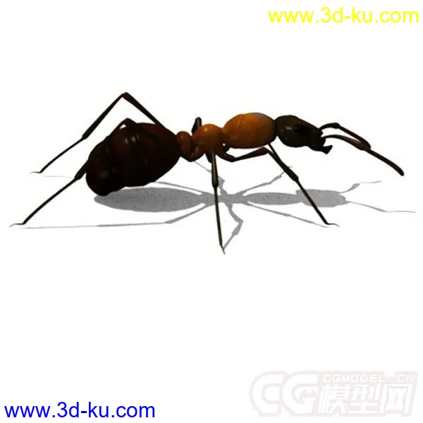 红林蚁、蚂蚁模型的图片13