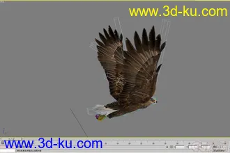 3D打印模型老鹰--- 写实逼真带各种动作的图片