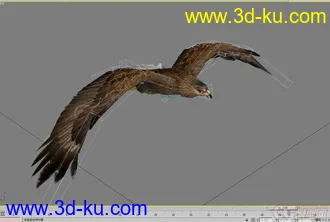 3D打印模型老鹰--- 写实逼真带各种动作的图片