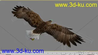 3D打印模型老鹰--- 写实逼真带各种动作的图片