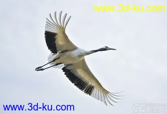 3D打印模型仙鹤的图片