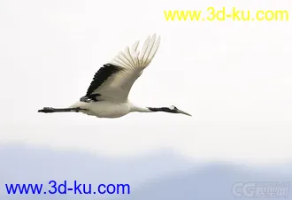 3D打印模型仙鹤的图片