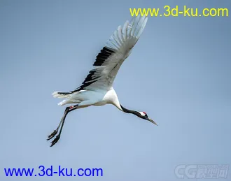 3D打印模型仙鹤的图片