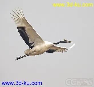 3D打印模型仙鹤的图片