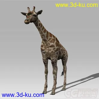 一只 长颈鹿 模型的图片