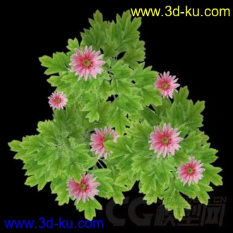 一个简单的写实植物模型，免费的图片