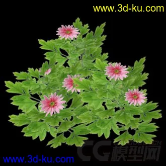 一个简单的写实植物模型，免费的图片