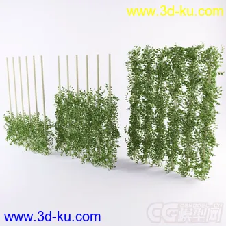 树藤植物模型的图片