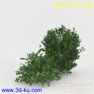 一株小灌木 植物模型的图片