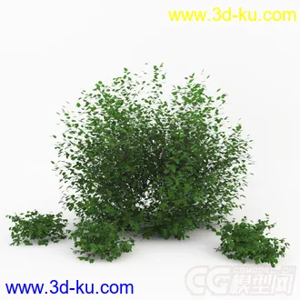 一株小灌木 植物模型的图片