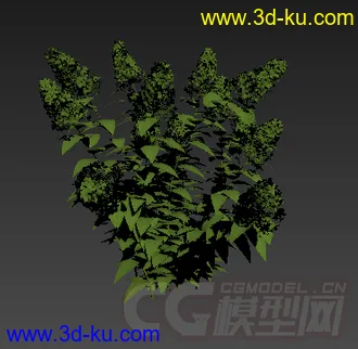 一棵小灌木植物 模型的图片