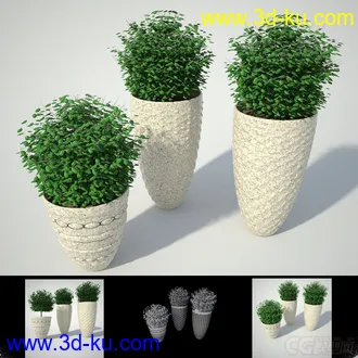 一小盆草 装饰摆设模型的图片