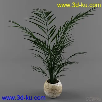 一棵小树苗模型的图片