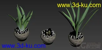两株成长中的水仙花模型的图片