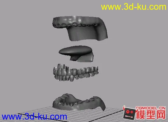 口腔模型的图片2