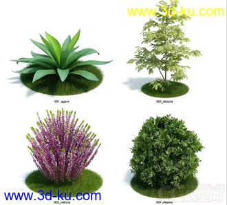 发几个植物模型的图片