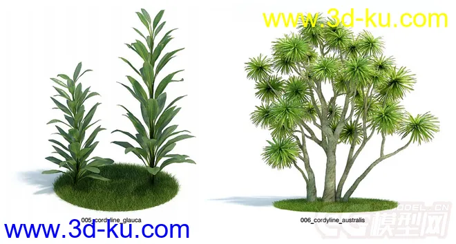 发几个植物模型的图片2