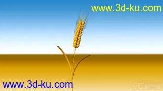 片头包装用的麦子模型的图片