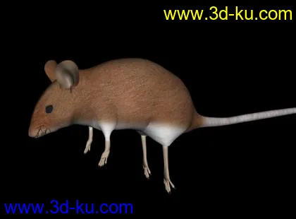 老鼠模型的图片1
