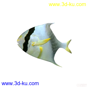 3D打印模型鲳鱼的图片