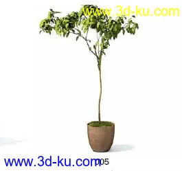 Archmodels模型库----------一些室内装饰植物模型的图片