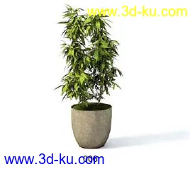 Archmodels模型库----------一些室内装饰植物模型的图片
