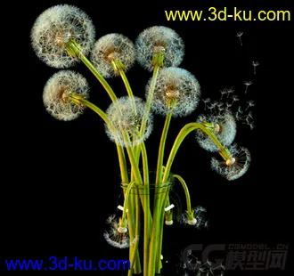 一束蒲公英花 模型的图片