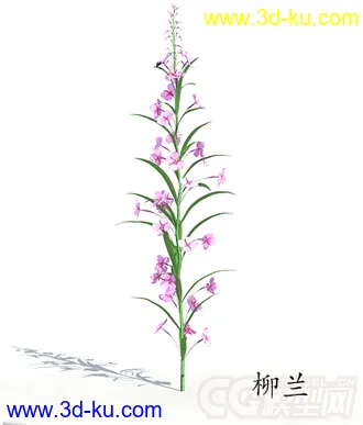 一株柳兰花模型的图片