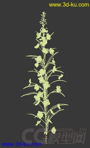 一株柳兰花模型的图片