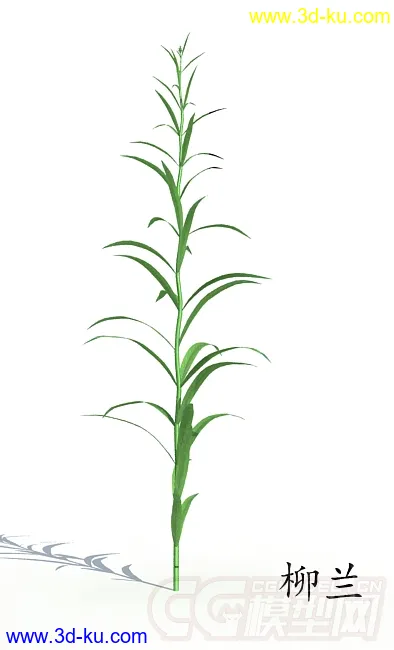 枝繁叶茂的柳兰模型的图片1