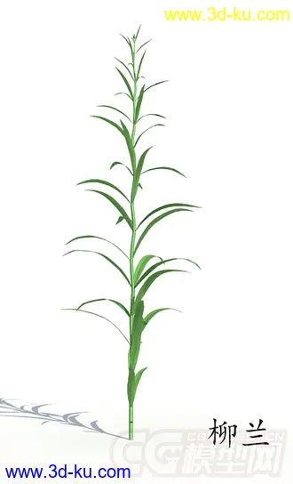 枝繁叶茂的柳兰模型的图片