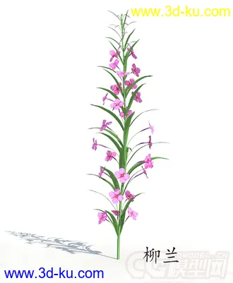 开花的柳兰模型的图片
