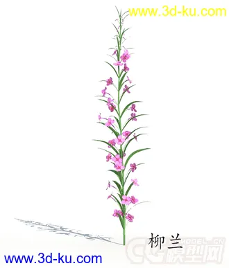 一株柳兰模型的图片