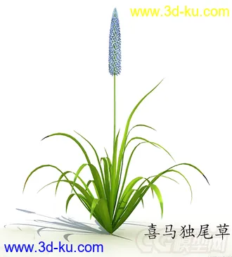喜马独尾草模型的图片