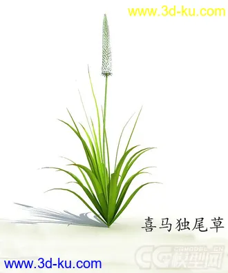 长花蕾的喜马独尾草模型的图片