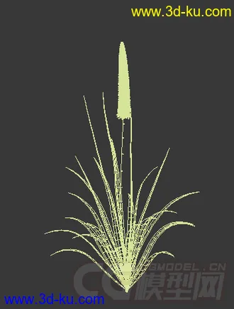 长花蕾的喜马独尾草模型的图片