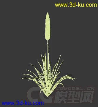 喜马独尾草模型的图片