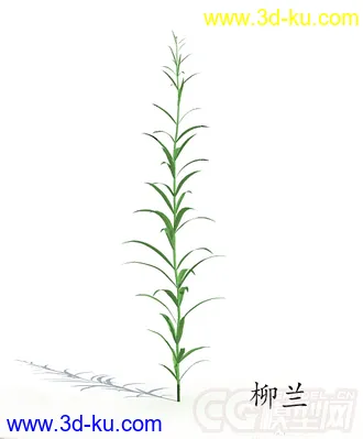 长叶中的柳兰模型的图片