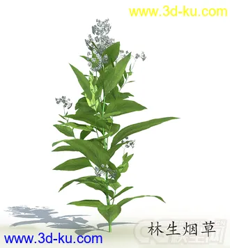 开花的林生烟草模型的图片
